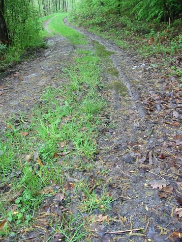 Waldweg